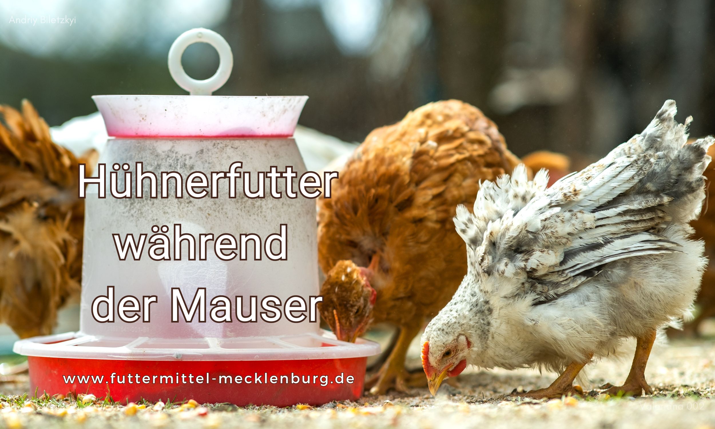 Blog Karsten Grimm Agrarservice Zierzow - Hühner Mauser